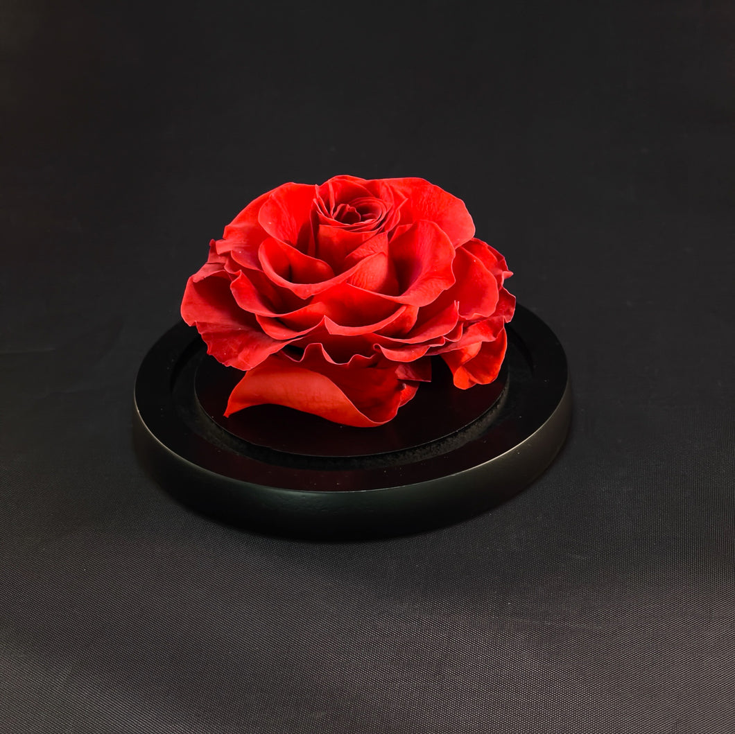 vanity rose, beautiful on our vanity table