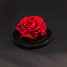 vanity rose, beautiful on our vanity table