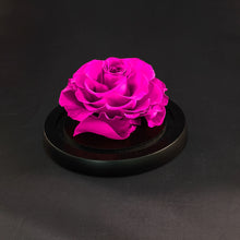 vanity rose, beautiful on our vanity table