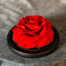 vanity rose, beautiful on our vanity table