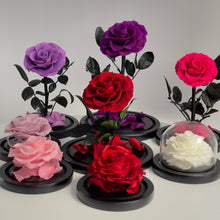 Infinity roses samples