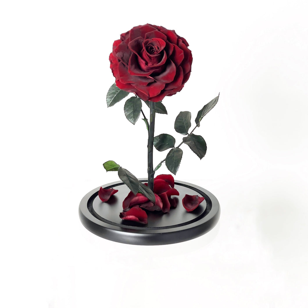 Single Forever rose